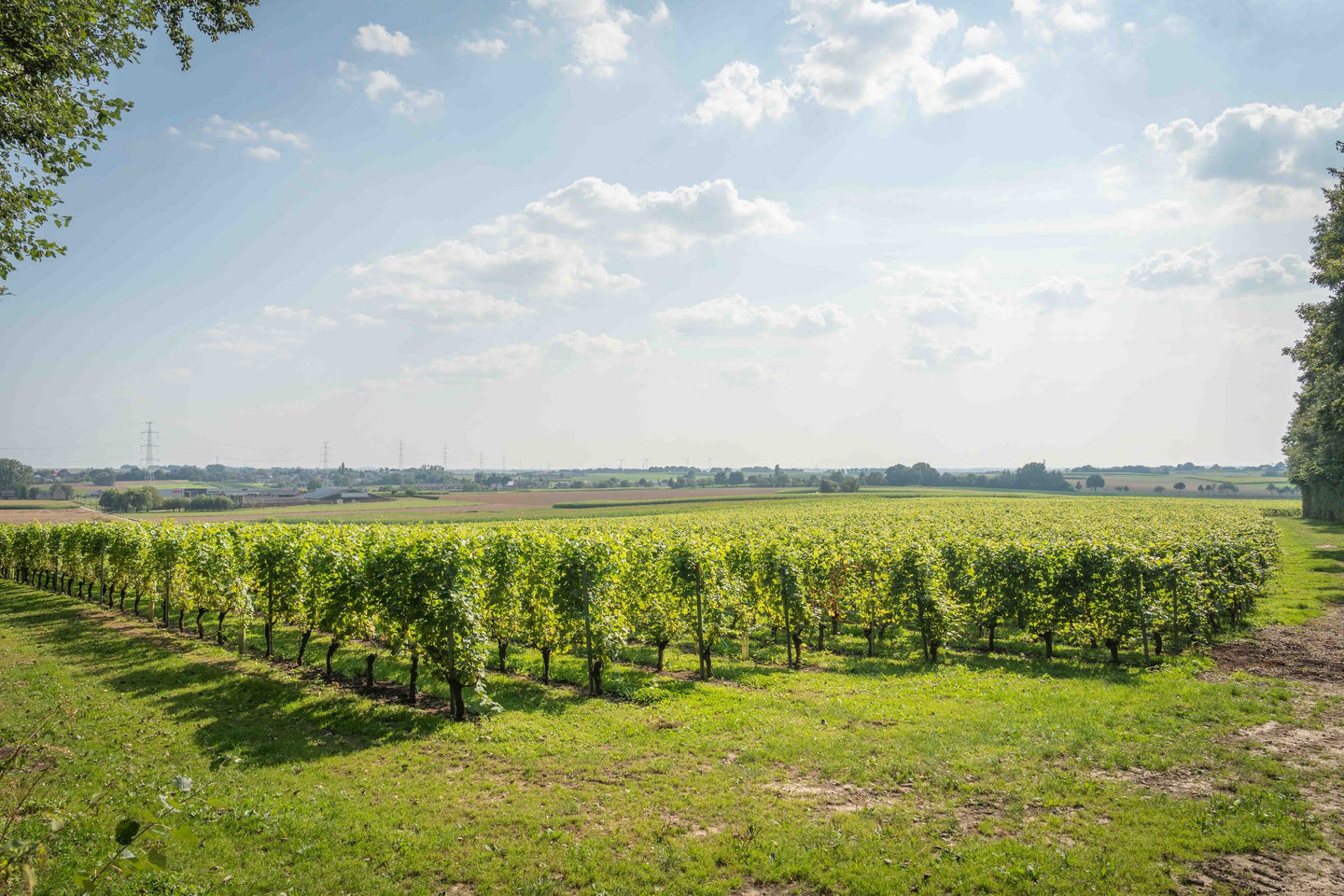 Wijntours | Ontdek de regio in een golfkar + overnachting + ontbijt + lunch + fles Bilzamico - afbeelding 20