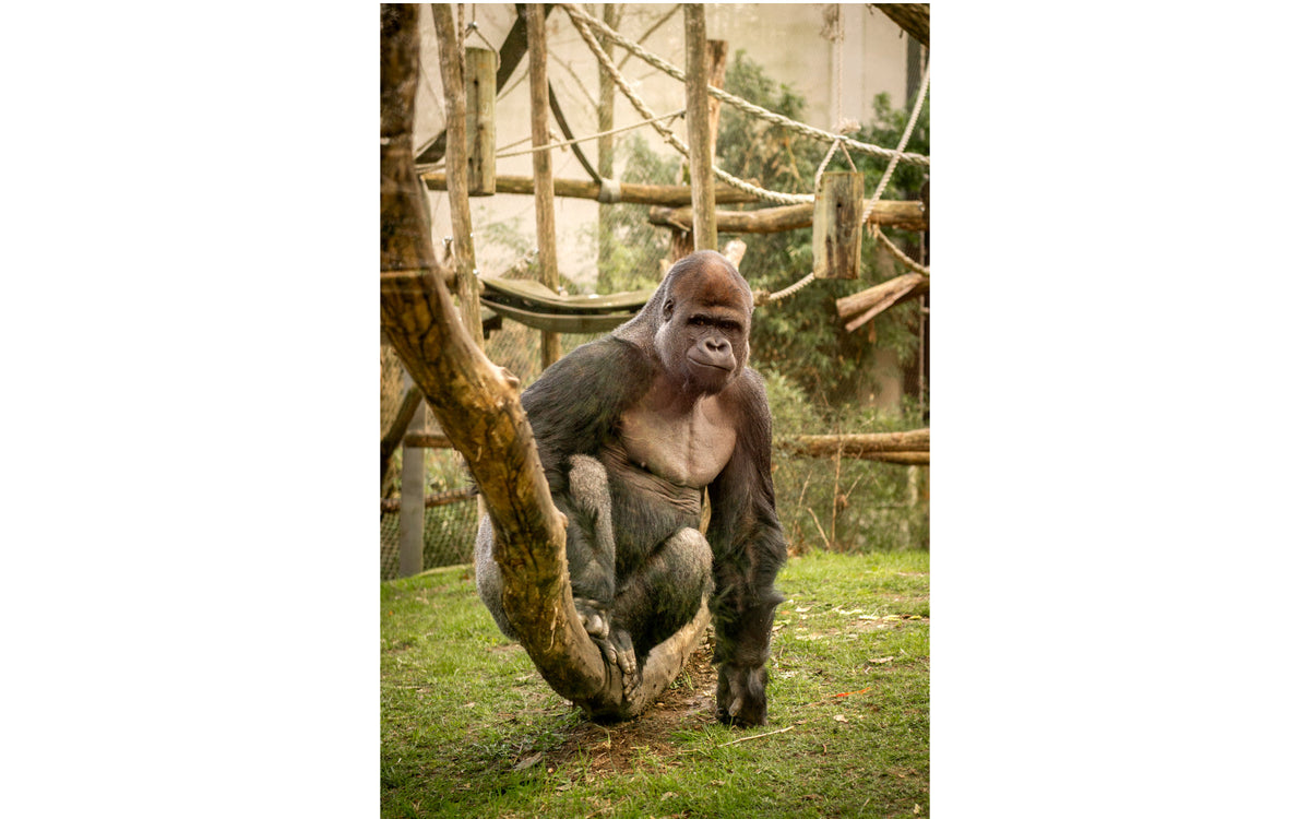 ZOO Antwerpen - afbeelding 11