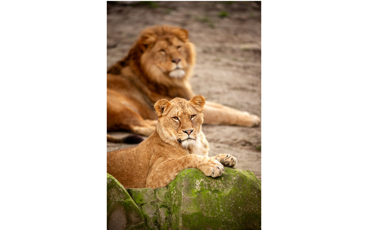 ZOO Antwerpen - afbeelding 12