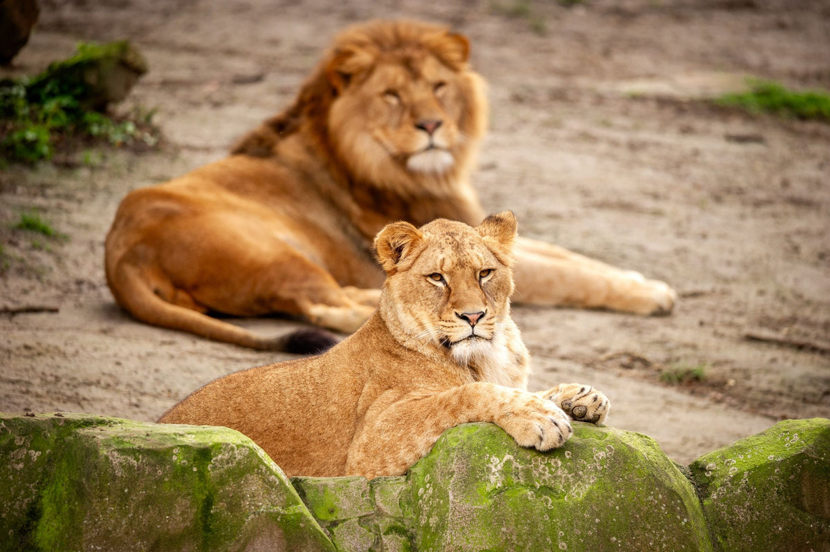 ZOO Antwerpen - afbeelding 7