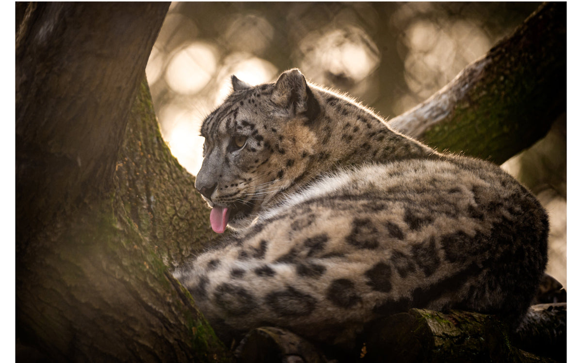 ZOO Planckendael - afbeelding 6