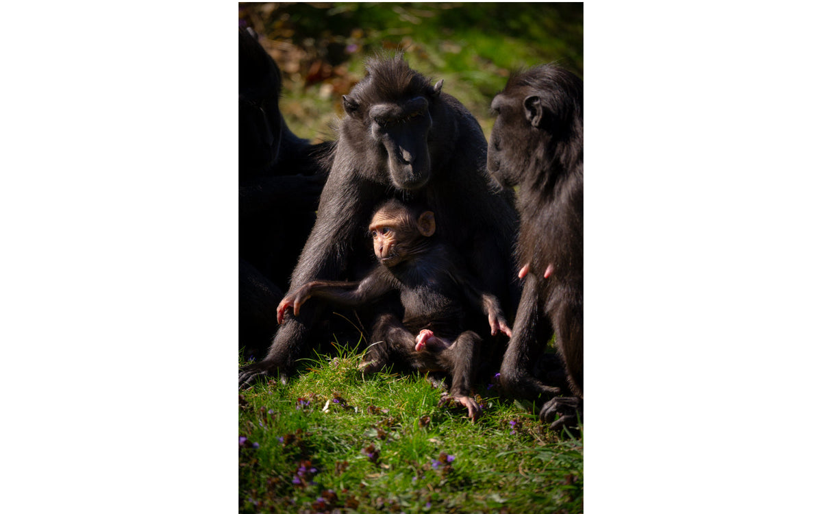 ZOO Planckendael - afbeelding 8