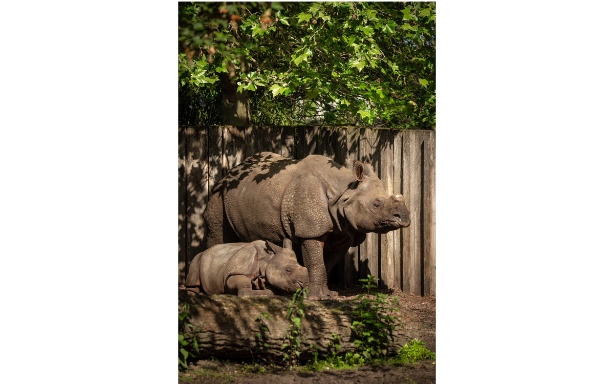 ZOO Planckendael - afbeelding 10