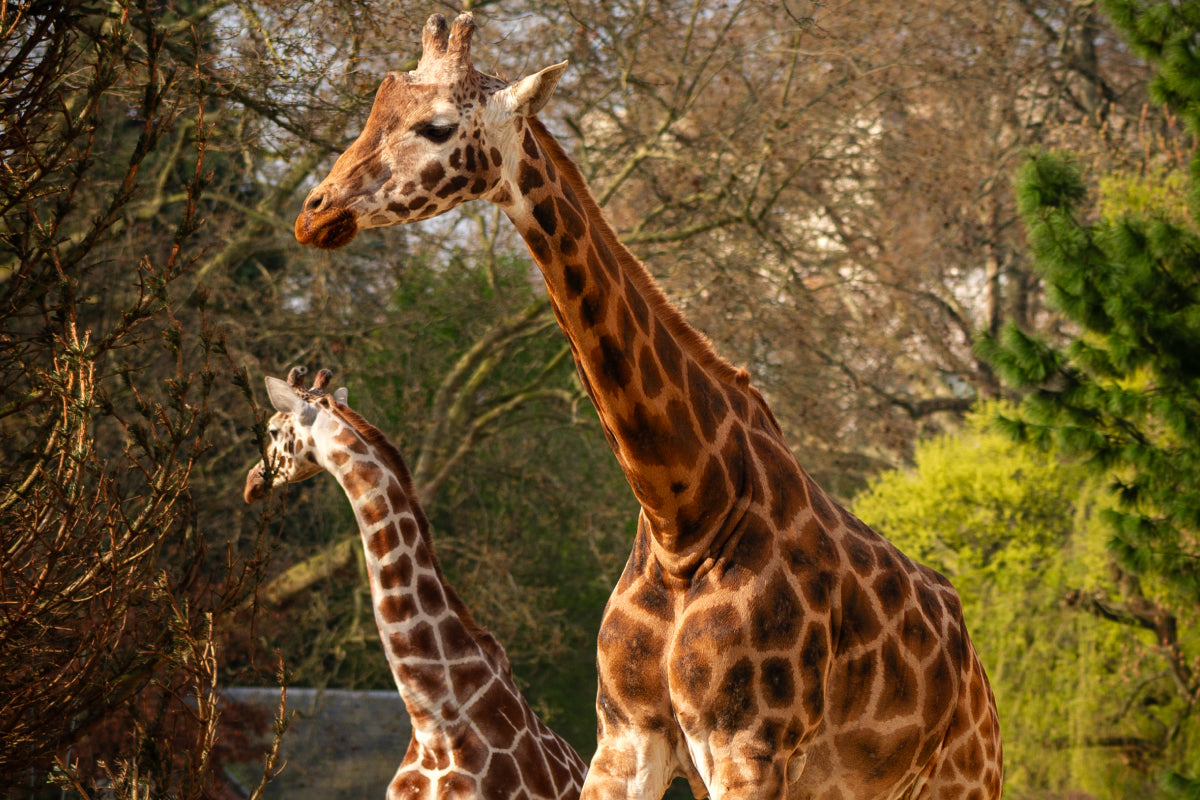 ZOO Antwerpen - afbeelding 6