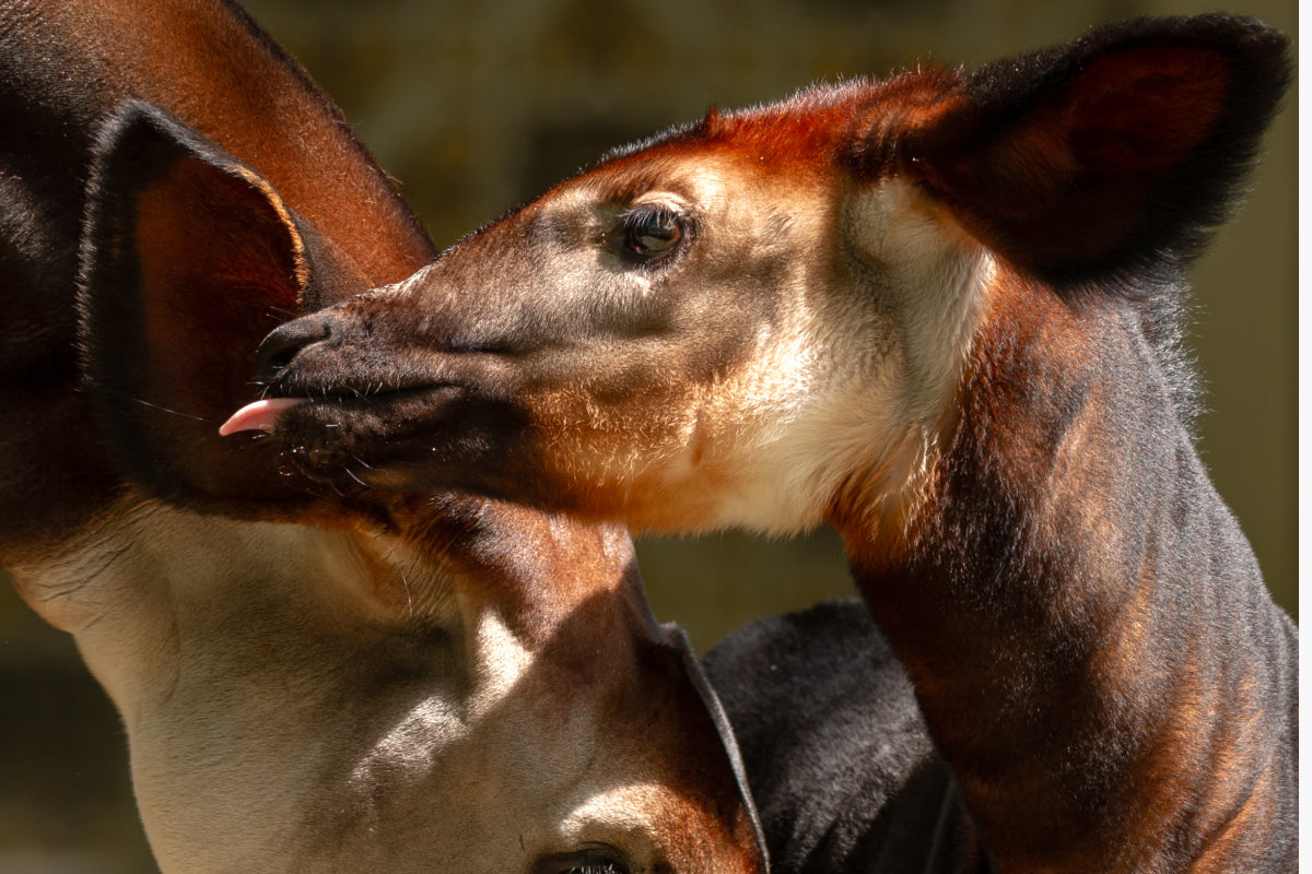 ZOO Antwerpen - afbeelding 2